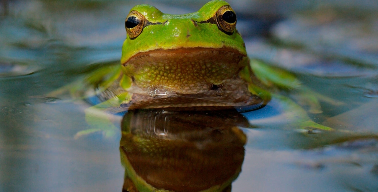 Progrese în ceea ce privește biodiversitatea, dar sunt necesare acțiuni mai rapide pentru a proteja alimentele, apa, economia și natura Europei, arată un raport