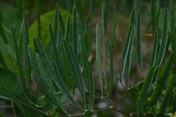 O nouă specie de plantă în flora mondială, descoperită de biologi români