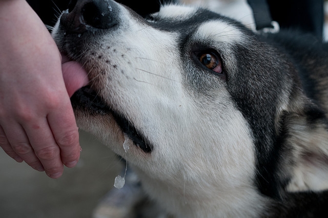 Domesticirea câinilor s-a produs mult mai devreme decât s-a crezut