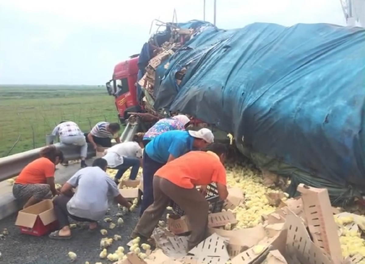 Întâmplare inedită: Un camion cu 10.000 de pui de găină s-a răsturnat în China - VIDEO