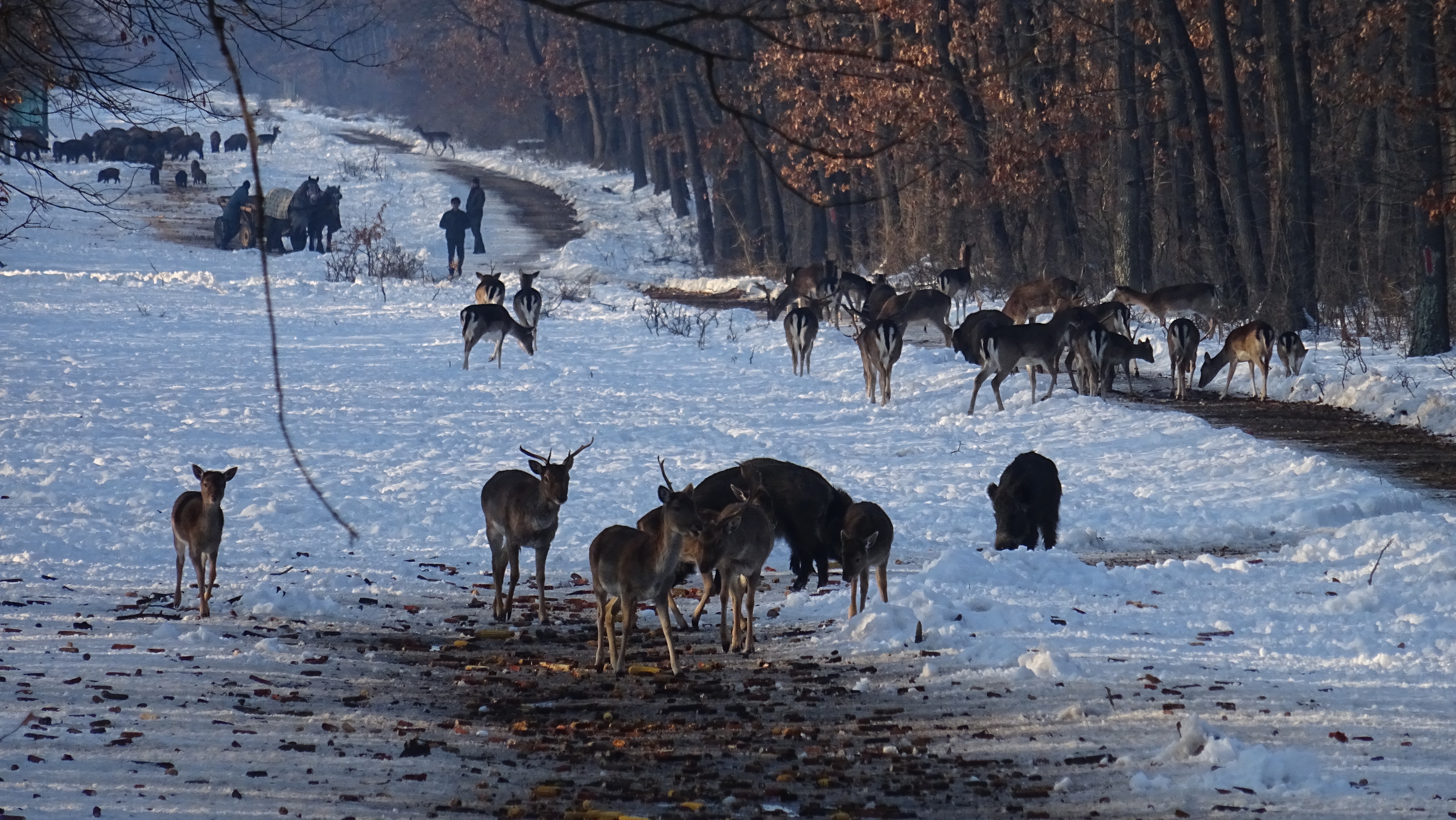 Animalele sălbatice din pădurile României, hrănite de ROMSILVA