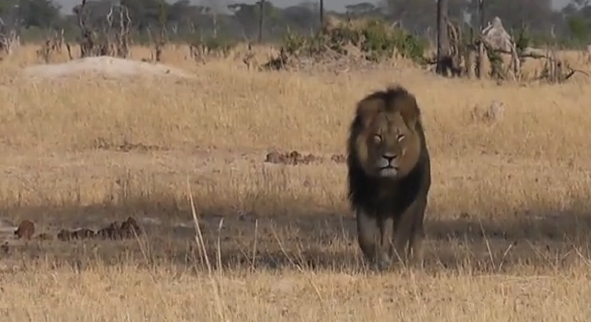 Cecil, cel mai cunoscut leu din Africa, a fost ucis - VIDEO