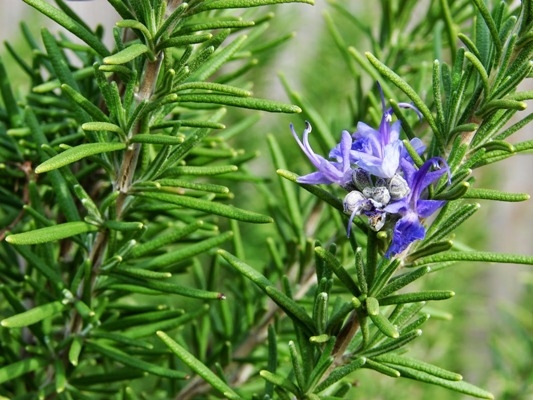 Soluţii naturale din plante împotriva muştelor, ţânţarilor sau a moliilor