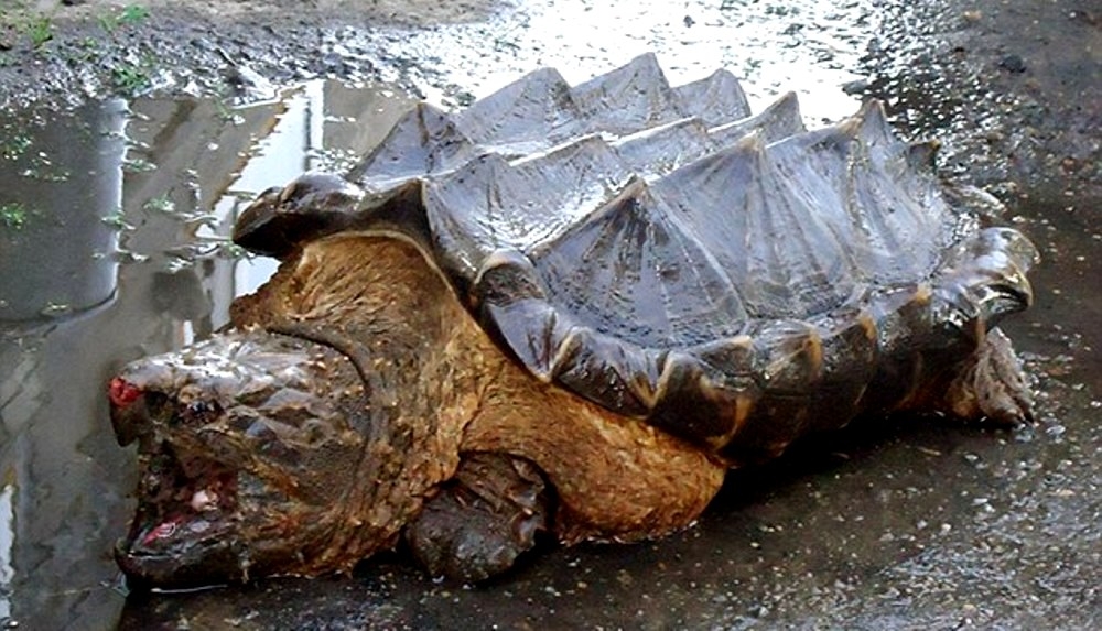Misterioasa broască țestoasă aligator, apărut în Rusia, departe de habitatul său american/VIDEO