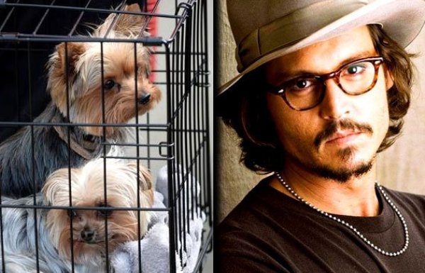 Pistol şi Boo, câinii actorului Johnny Depp, expulzaţi din Australia cu avionul