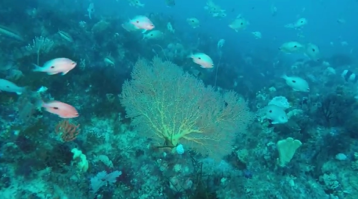 Un nou recif de corali, descoperit în Australia: ”Poate rivaliza cu Marea Barieră de Corali” - VIDEO