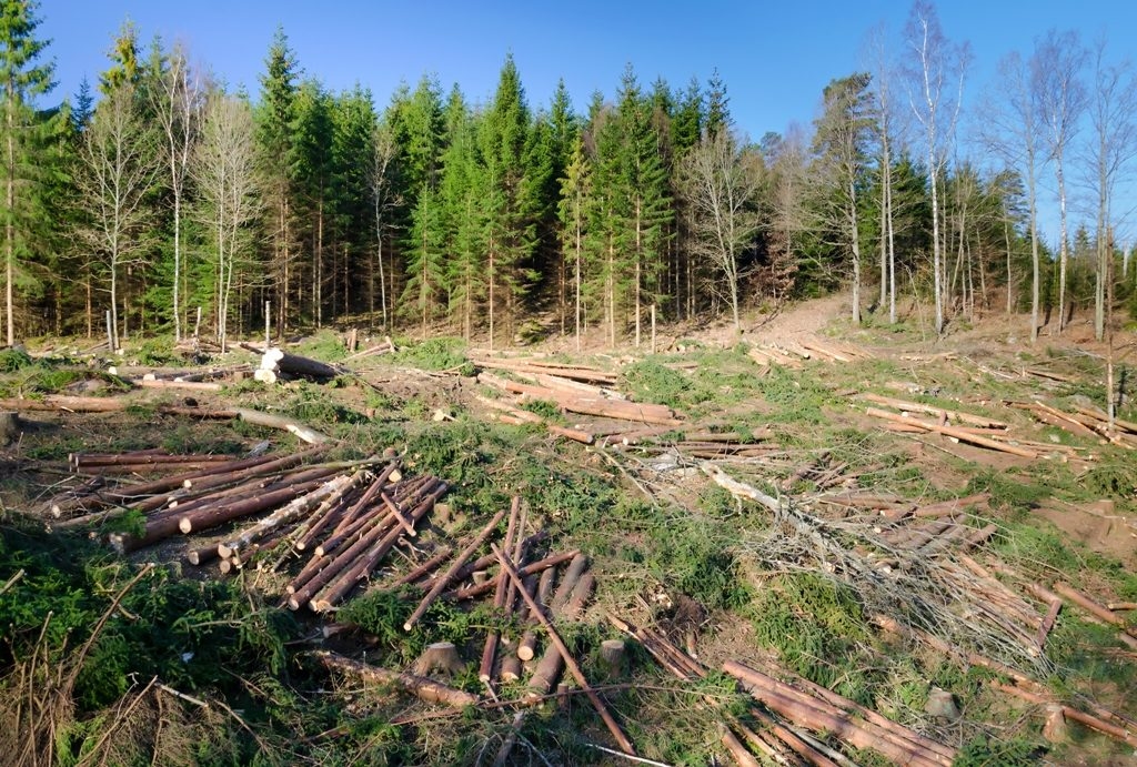 Amenzi si dosar penal pentru taieri de arbori in zona Vidraru