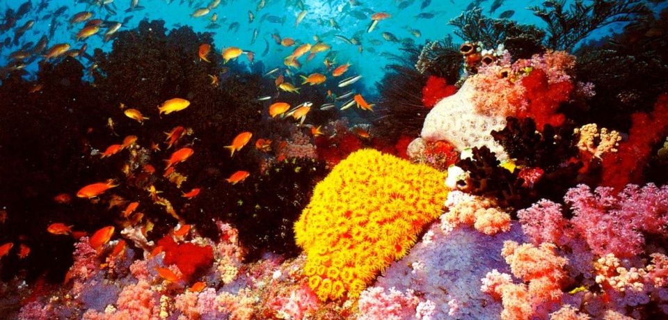 UNESCO avertizează: Marea Barieră de Corali a Australiei trebuie protejată pentru a se evita continuarea deteriorării