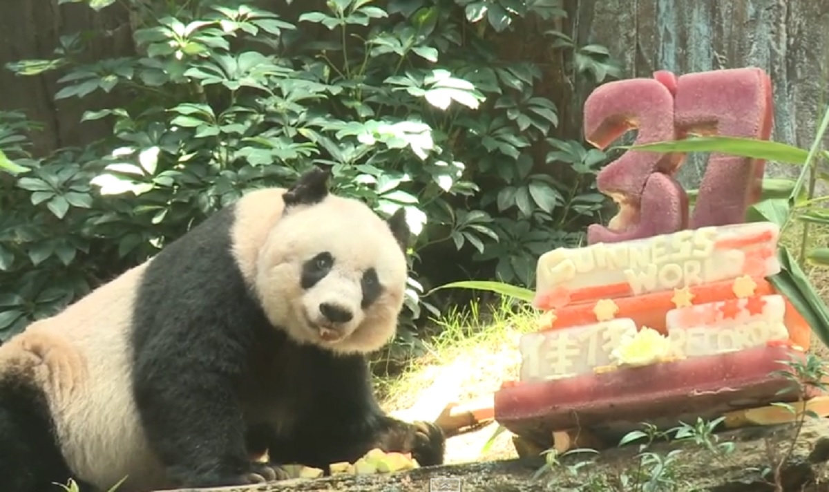 Record mondial: cel mai bătrân urs panda în captivitate - VIDEO