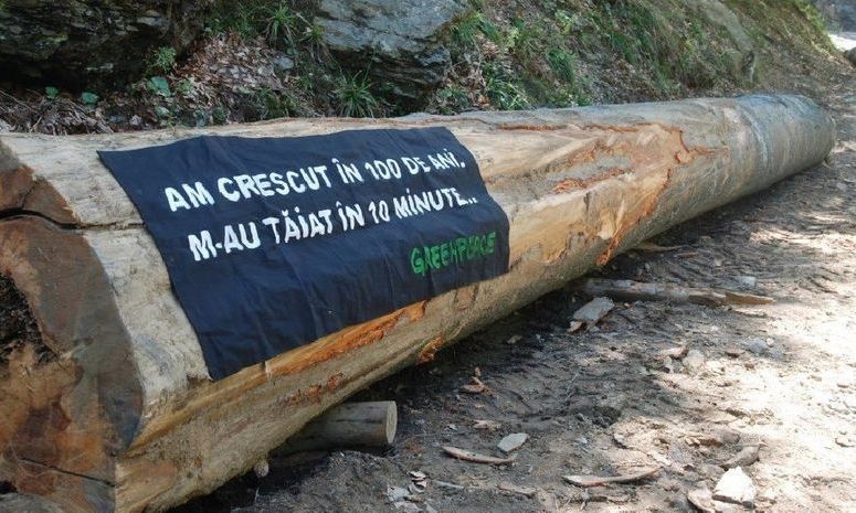 Greenpeace: Direcția Silvică Sibiu și Garda Forestieră Brașov ignoră încălcări ale Codului Silvic Aproape 100 de hectare de pădure tăiată la ras ilegal pe valea Sadului –  Greenpeace cere intervenția Ministerului Apelor și Pădurilor