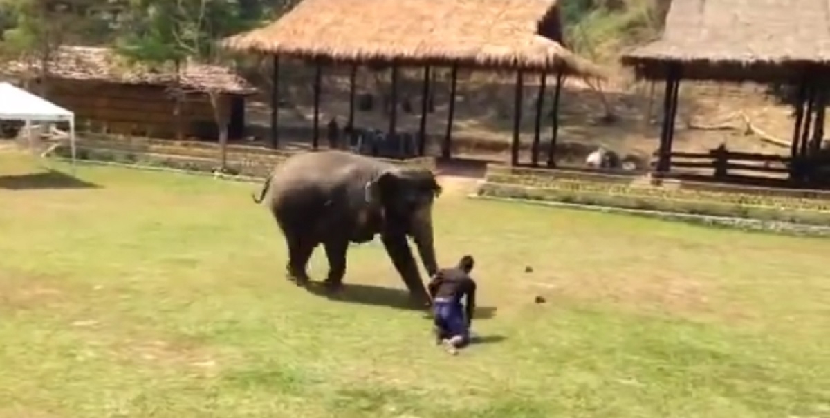 Cum își apără un elefant îngrijitorul după ce este atacat - VIDEO