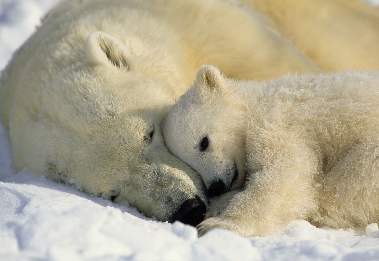 În 27 februarie, Ziua Internaţională a Ursului Polar. Legendele marelui alb.