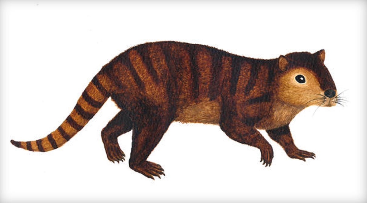 Oamenii de știință au descoperit o specie de mamifere care a supraviețuit extincției dinozaurilor