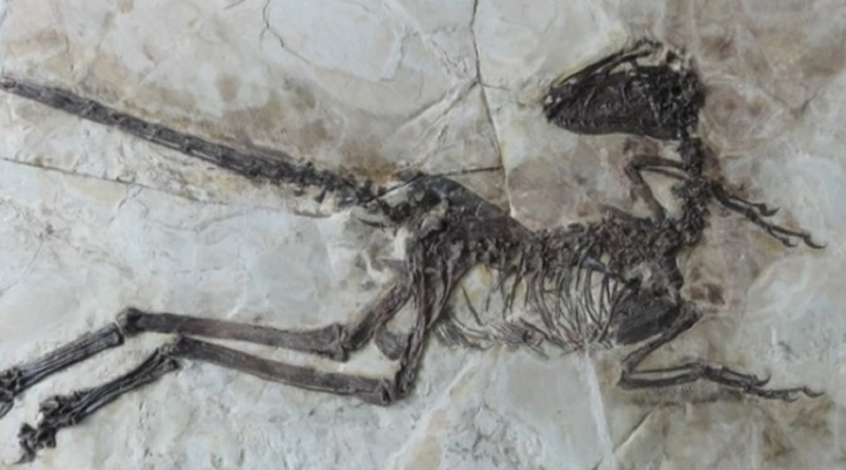 Dinozaur cu aripi și pene, descoperit în China
