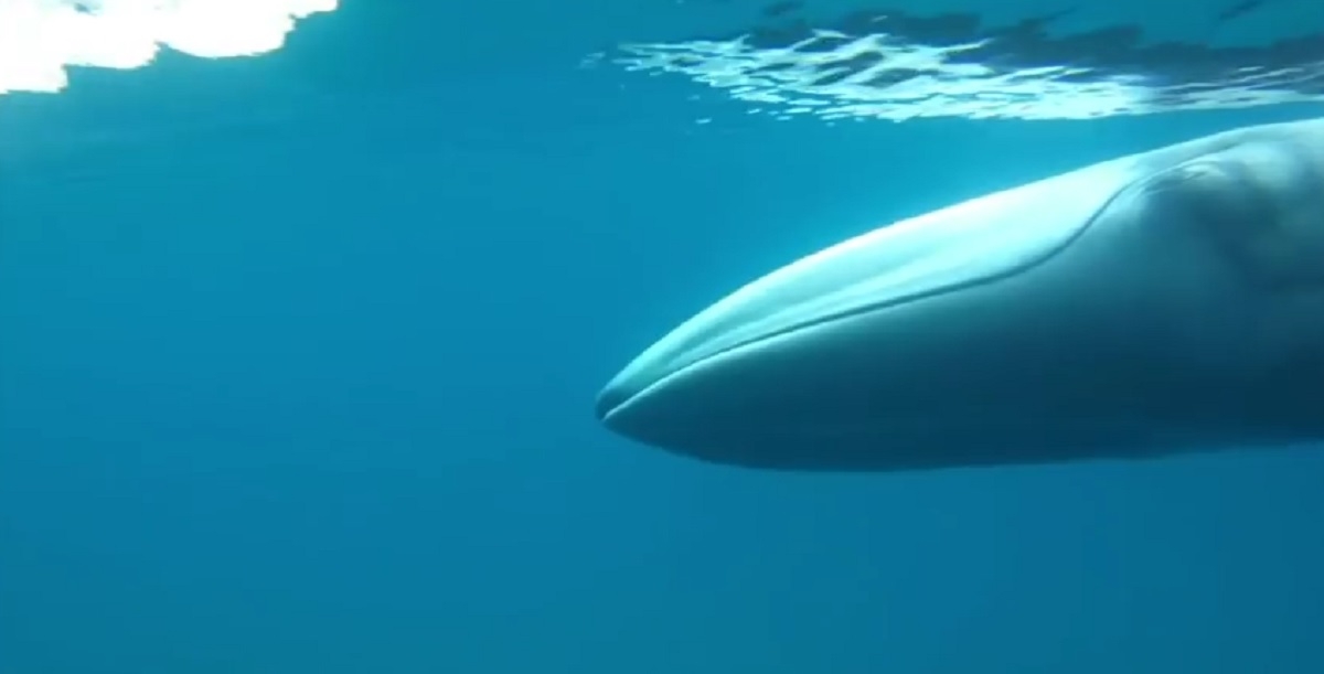 Primele imagini cu cea mai rară specie de balenă din lume - VIDEO