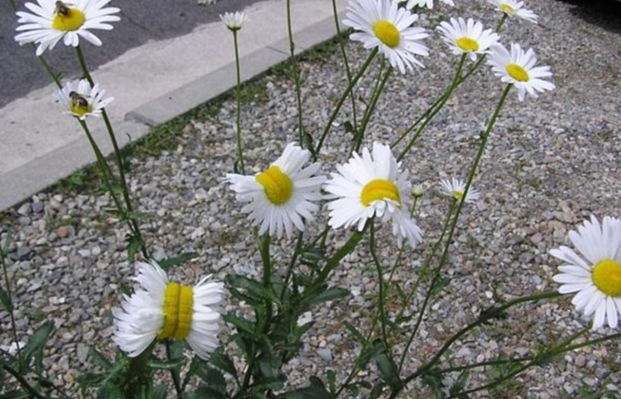 Margarete ”mutant” fotografiate la Fukushima