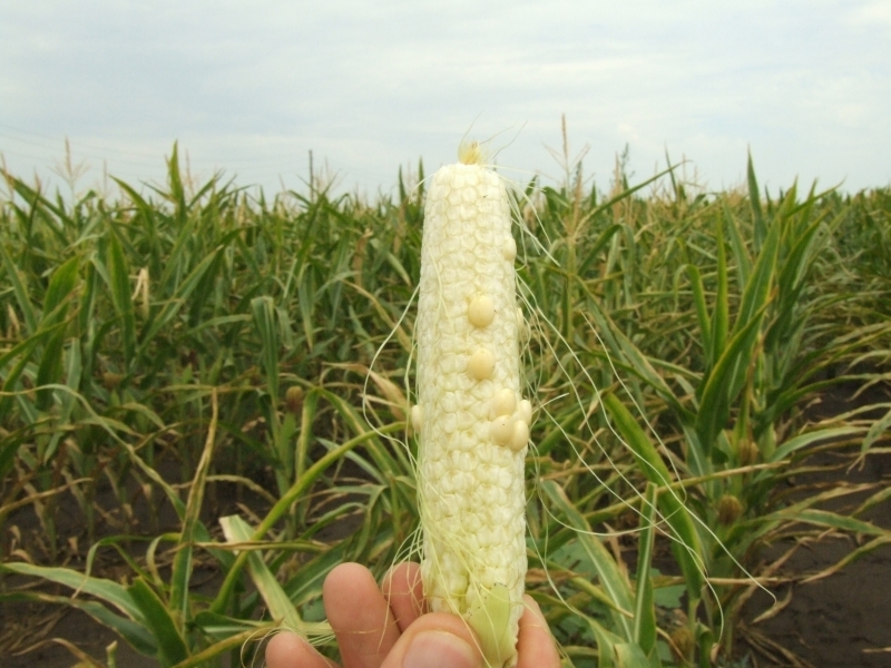 Pentru prima oară după 18 ani, fermierii români nu cultivă OMG