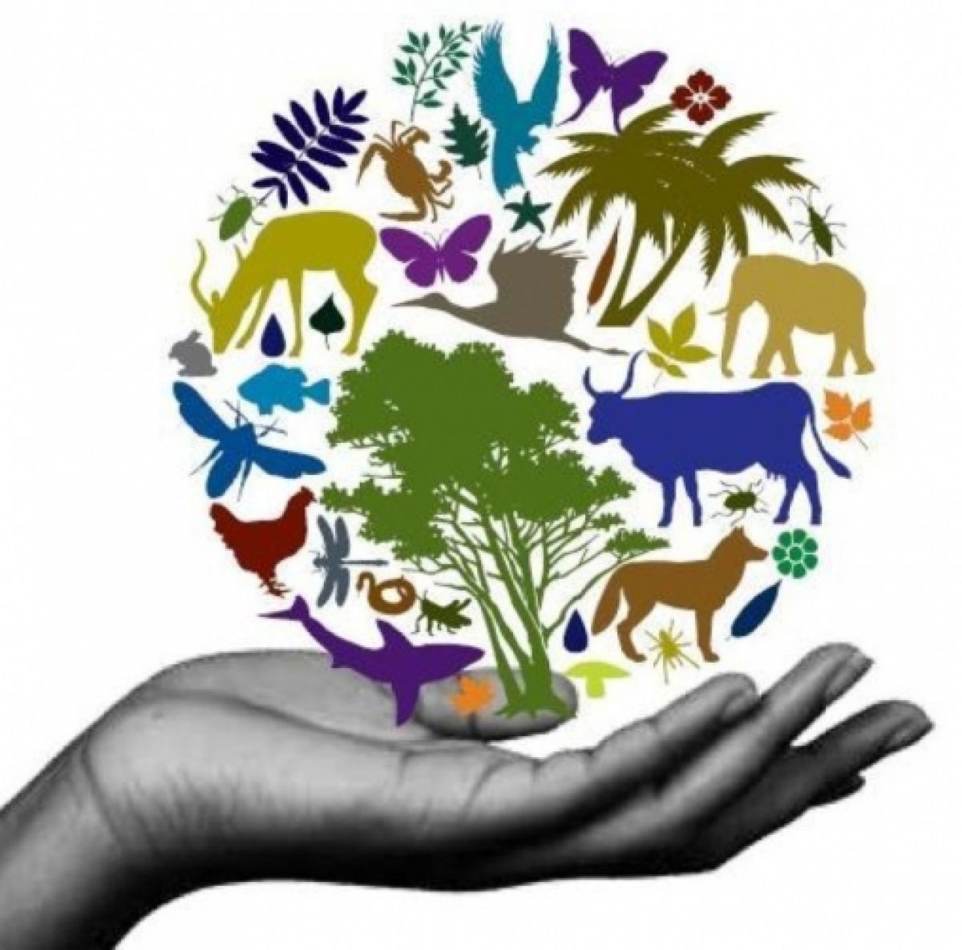 Ministerul Mediului va derula, în perioada 2018 - 2021, un proiect european în domeniul biodiversităţii, în valoare totală de peste 44,3 milioane de lei
