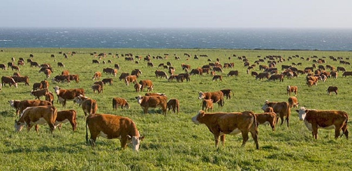 China construiește cea mai mare fabrică de clonare a animalelor