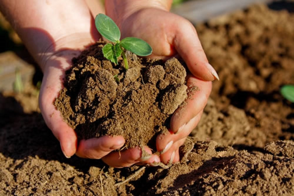 Avertisment al oamenilor de știință: Omenirea va dispărea dacă nu protejăm plantele