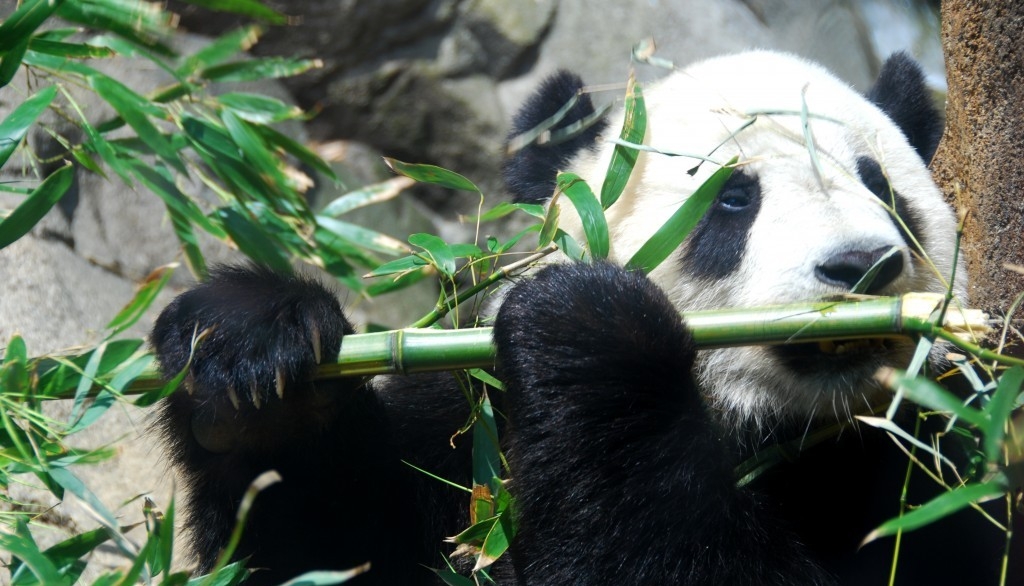 Global, o specie din trei se află în pericol de dispariție. "A șasea extincție masivă"