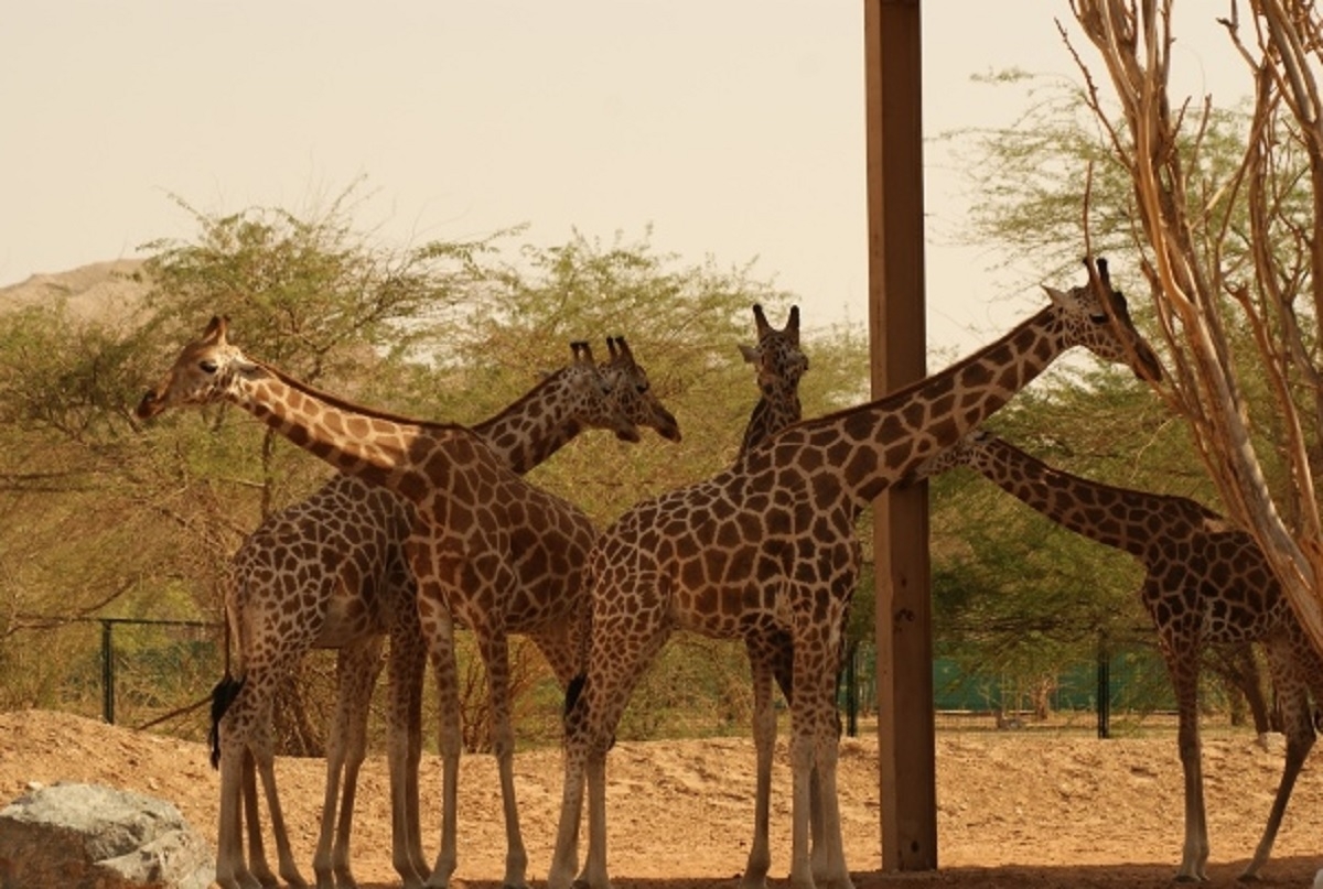 Sunetele emise de girafe, descoperite de oamenii de știință - AUDIO