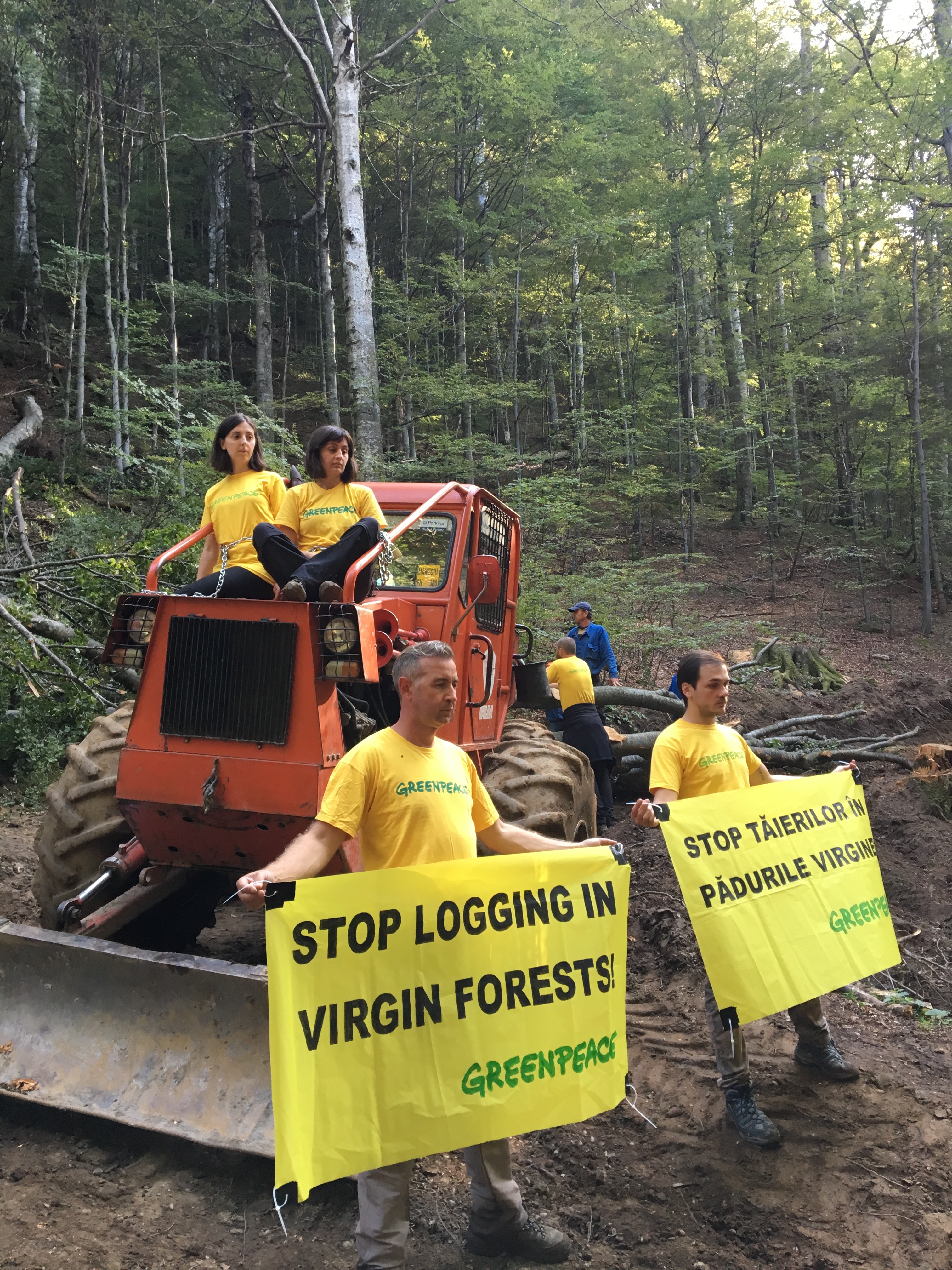 Pădure cvasivirgină distrusă în Munții Ciucaș – Protest: activiștii Greenpeace blochează o exploatare forestieră ilegală într-o pădure cvasivirgină administrată de Romsilva.
