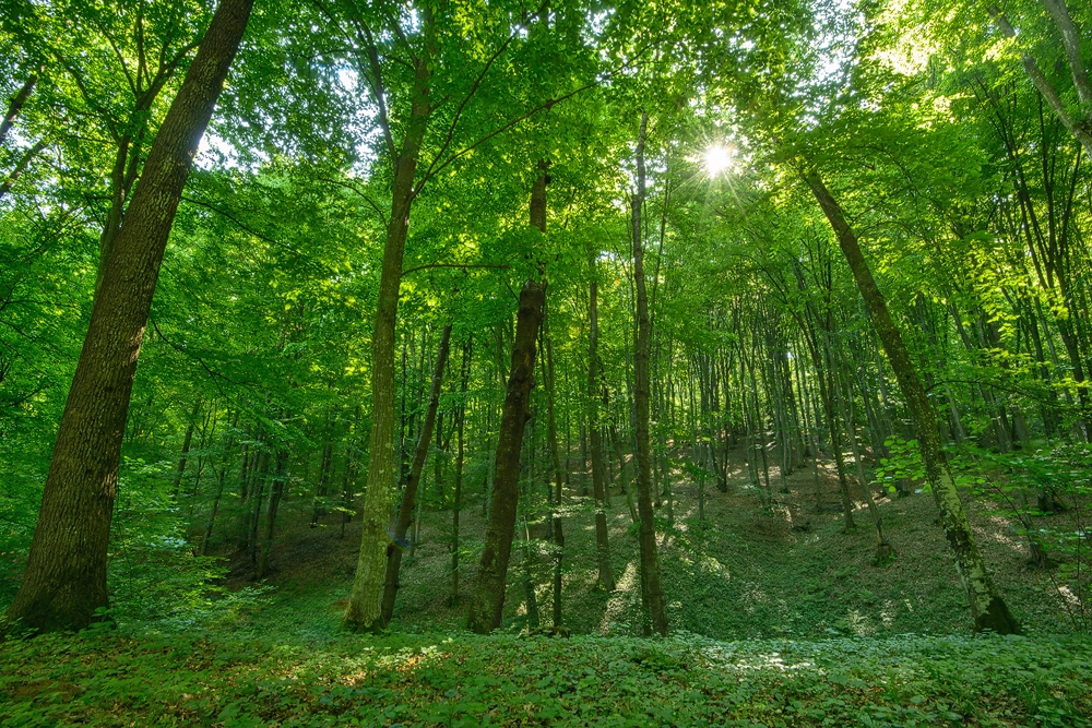Campanie de strângere de fonduri pentru Pădurea Crăiască din Maramureșul istoric